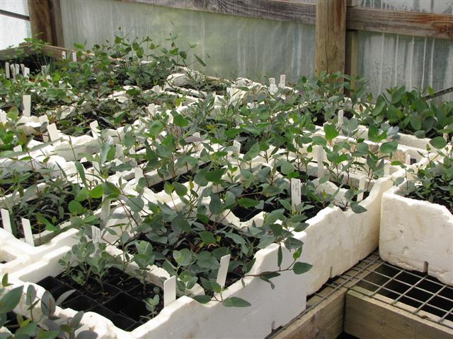 Seedlings February 2011